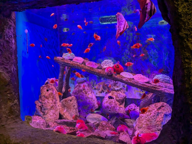 Thủy cung Vinpearl Nha Trang - Thủy cung Vinpearl Nha Trang, 669R+QC2, Nha Trang, Khanh Hoa, Vietnam