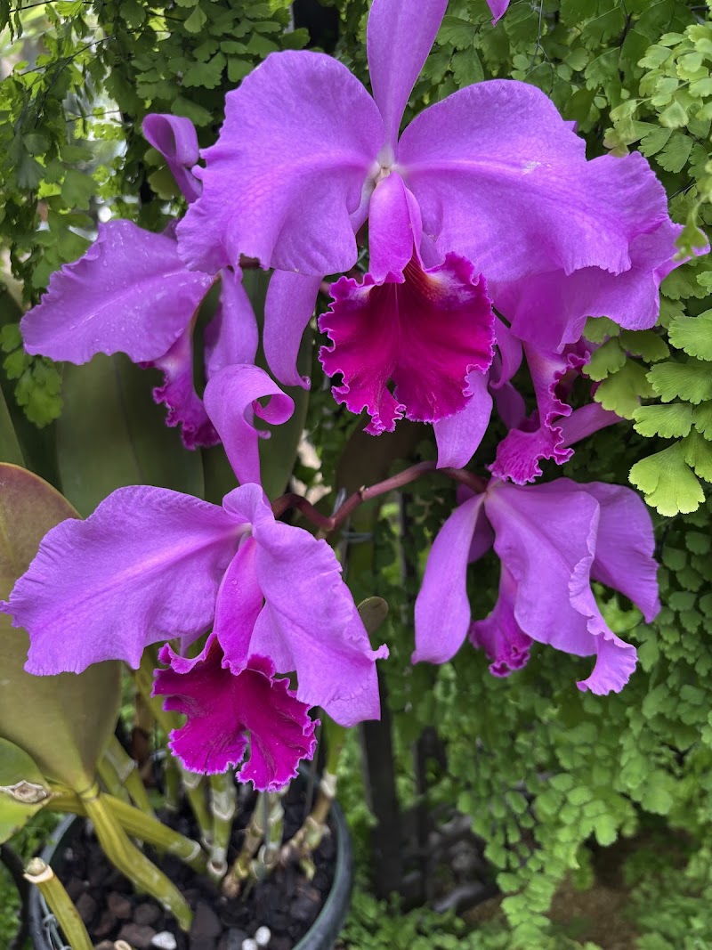 Orchid House - Orchid House Kennett Square, PA 19348, USA
