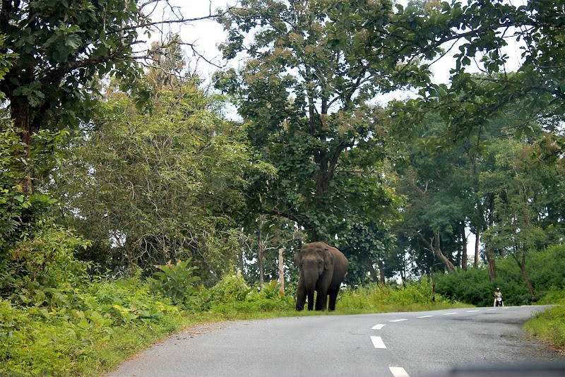Wayanad Wildlife Santuray - Wayanad Wildlife Santuray W23F+GRQ, Thirunelly Rd, Kerala 670646, India