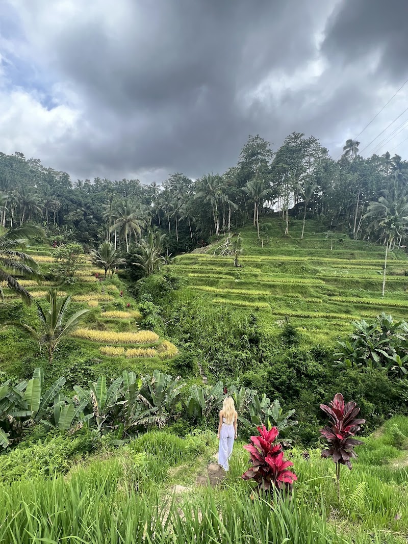 Tegallalang Rice Terrace - Tegallalang Rice Terrace Jl. Raya Tegallalang, Tegallalang, Kec. Tegallalang, Kabupaten Gianyar, Bali 80561, Indonesia
