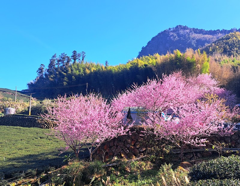 Longzaiwei Trail - Longzaiwei Trail 603, Taiwan, Chiayi County, Meishan Township, 太和巃仔尾步道