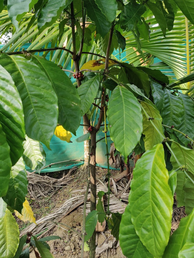 Banasura Ayurvedic &spices garden - Banasura Ayurvedic &spices garden Dam Road, Padinjarathara, Kerala 673575, India