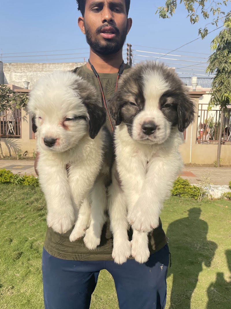 MC DOG FARMS - MC DOG FARMS, Kailash nagar kumhari Street no. 1, Kumhari, Chhattisgarh 490042, India