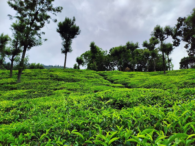 Conoor Tea Estates - Conoor Tea Estates 9RCM+4V5, Yedapalli, Tamil Nadu 643103, India