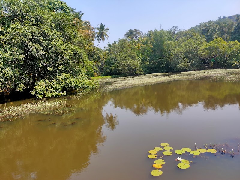 Tropical Spice Plantation - Tropical Spice Plantation H.No. A-14, Arla Bazar, Ponda, Keri, Goa 403404, India