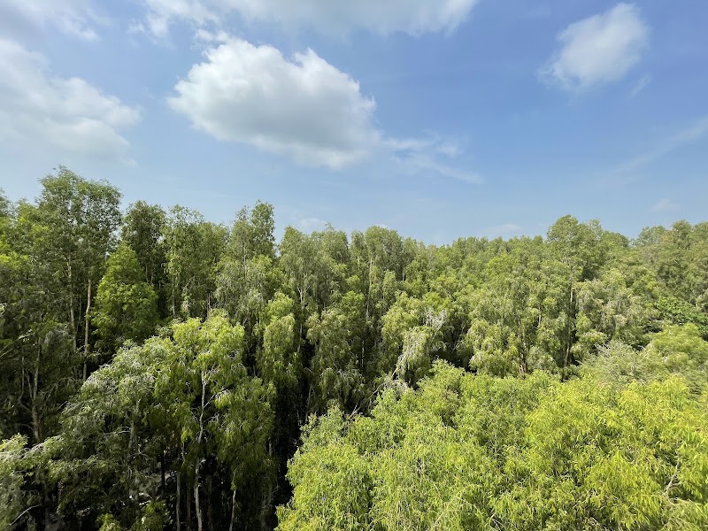 Tra Su Cajuput Forest - Tra Su Cajuput Forest, Ấp Văn Trà, An Cư, An Giang 884000, Vietnam