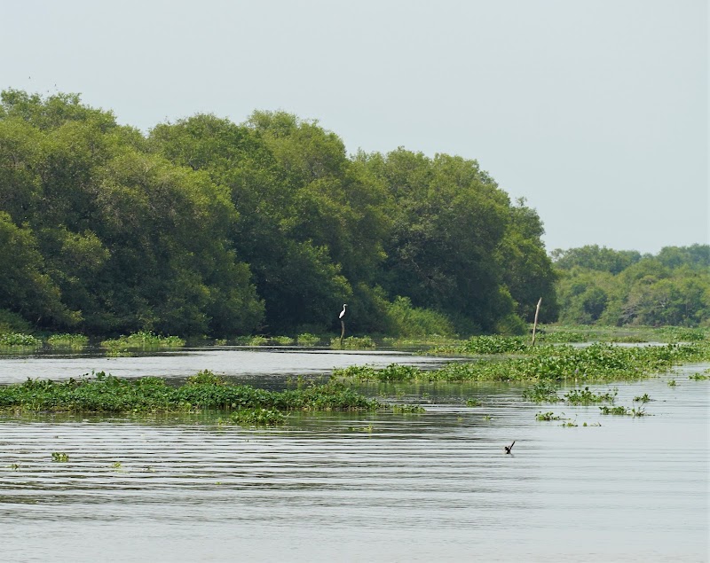 Coringa Wildlife Sanctuary - Coringa Wildlife Sanctuary, R7CX+F8V, Korangi, Kakinada, Andhra Pradesh 533461, India