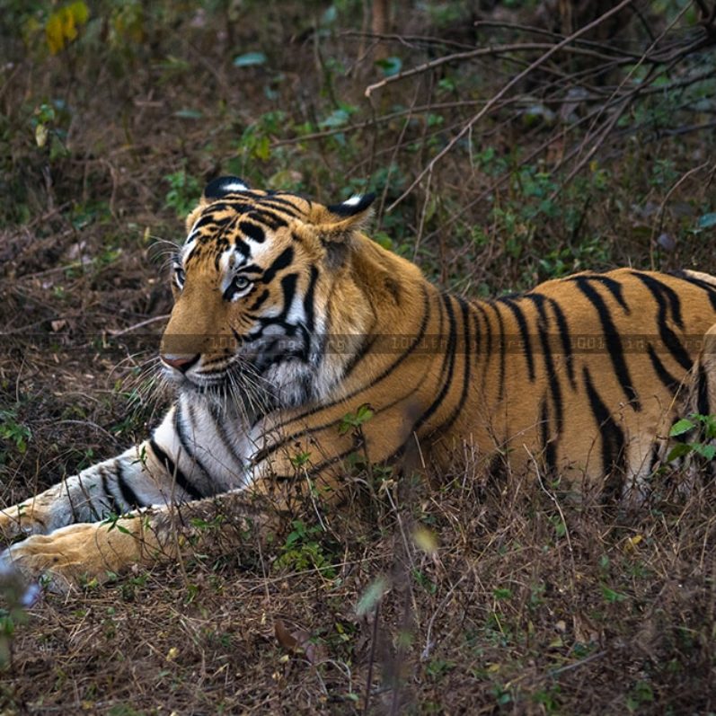 Bengal Safari - Bengal Safari, 5th Mile, Sevoke Rd, Salugara, Siliguri, Junglee Mohal, West Bengal 734008, India