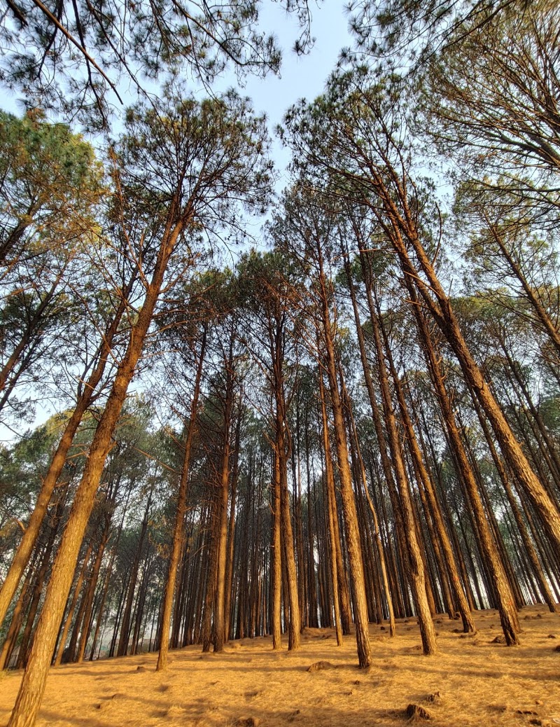 Saal and pine forest