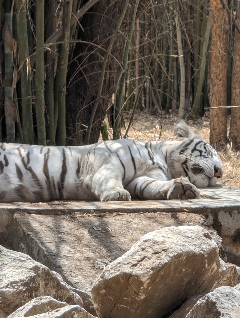 Bannerghatta National Park