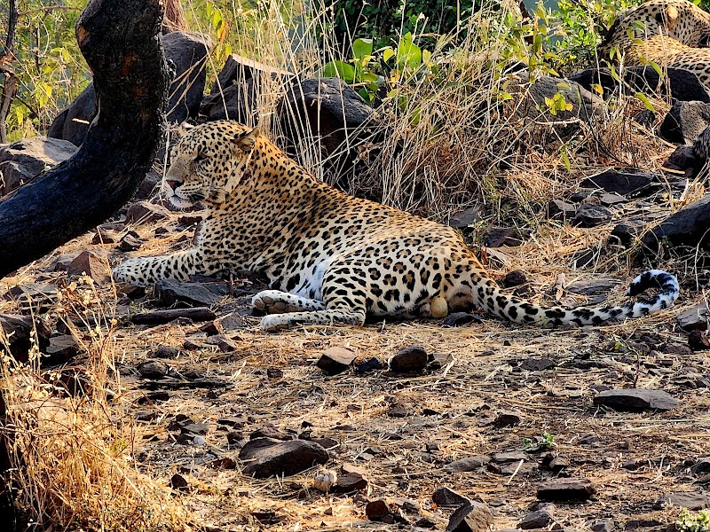 Devalia GIR Park - Devalia GIR Park, 5G93+HC, Sandhbeda, Gujarat 362260, India