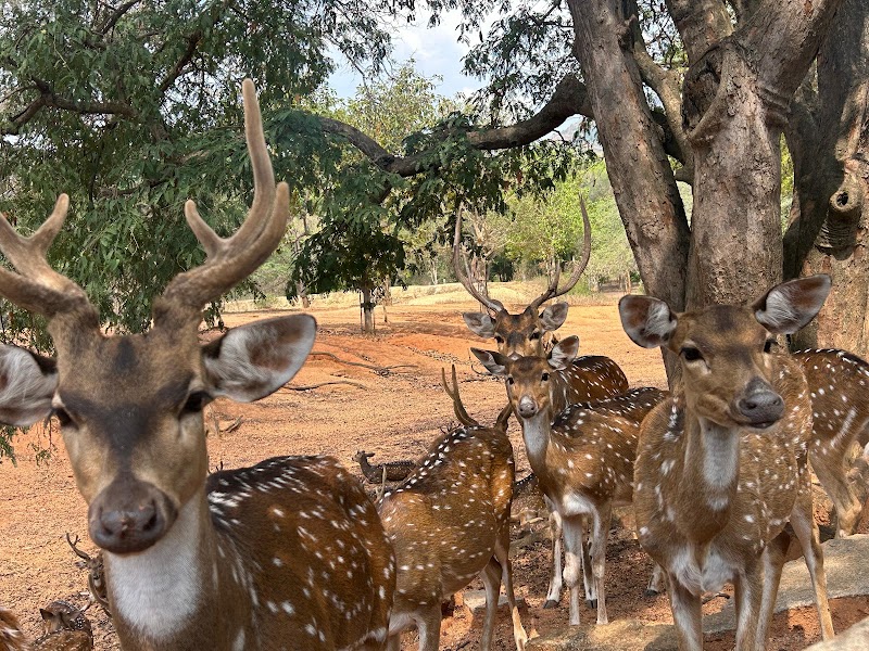 Namada Chilume Deer Park - Namada Chilume Deer Park, 958R+XFF, Devarayanadurga SF, Karnataka 572140, India