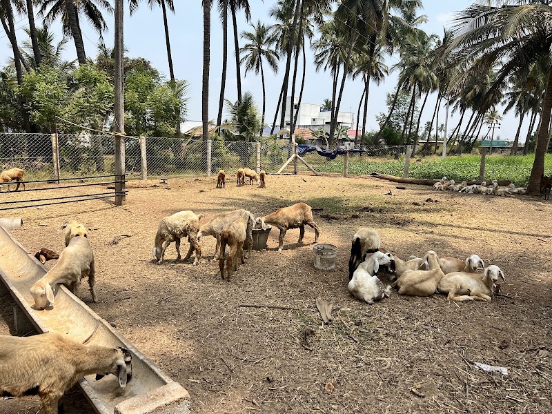 The Fat Lamb Co. - The Fat Lamb Co., Nadar Colony, Kompanaipudur, Kolathupalayam, Tamil Nadu 638152, India