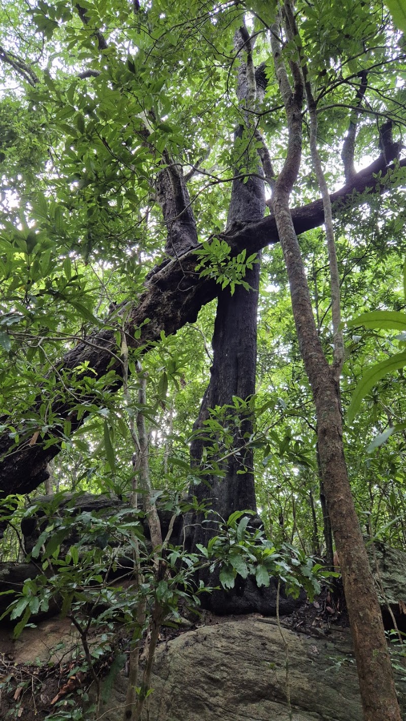 Popham's Arboretum - Popham's Arboretum Kandalama Road, Dambulla, Sri Lanka