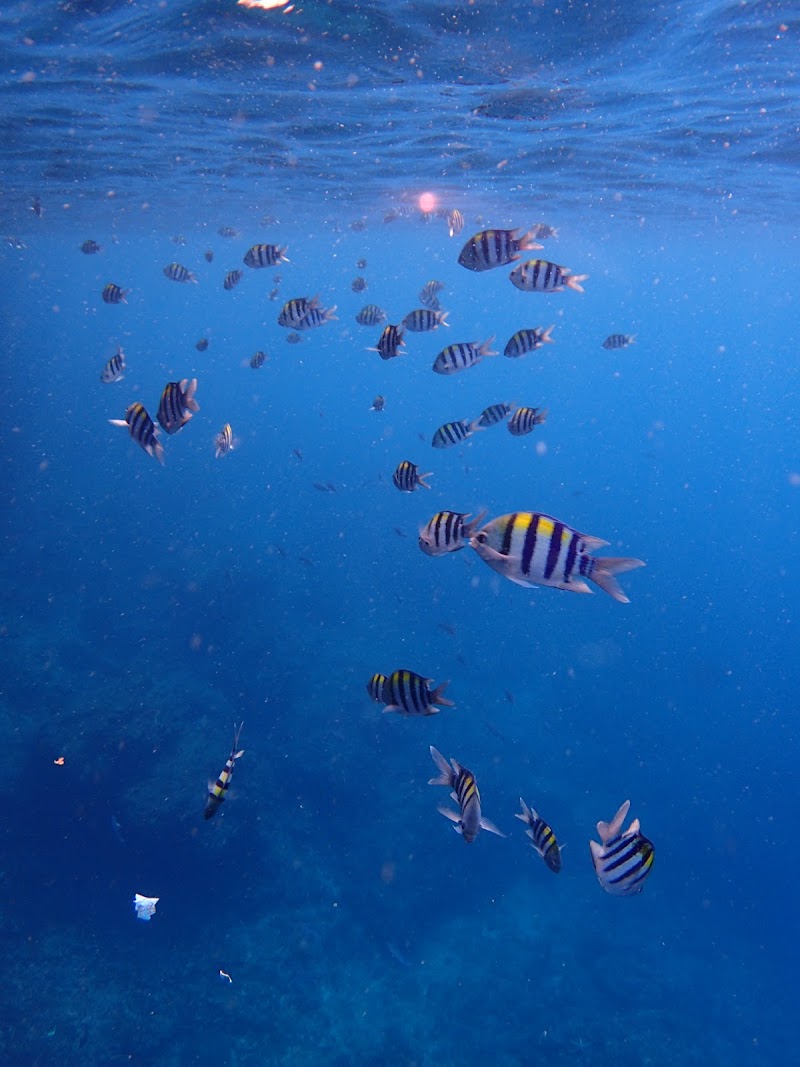Lanta Diver – Koh Lanta Diving and Snorkeling - Lanta Diver – Koh Lanta Diving and Snorkeling 259, 2, Tambon Sala Dan, Amphoe Ko Lanta, Chang Wat Krabi 81150, Thailand