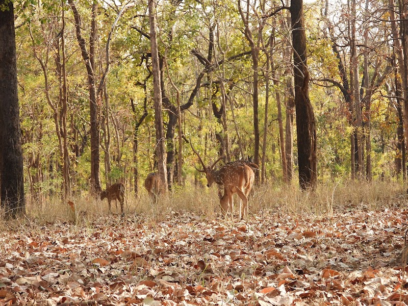 Madai - Madai Madai, Madhya Pradesh 461771, India