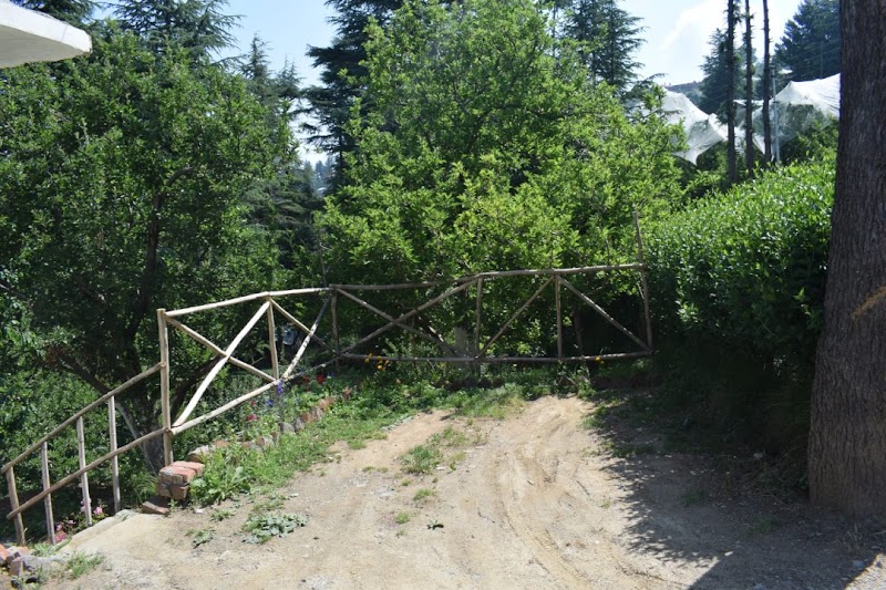 Pine Wood Homestay - Pine Wood Homestay 8F2J+WM7, Kotgarh Hospital Rd, Kotgarh, Himachal Pradesh 172031, India