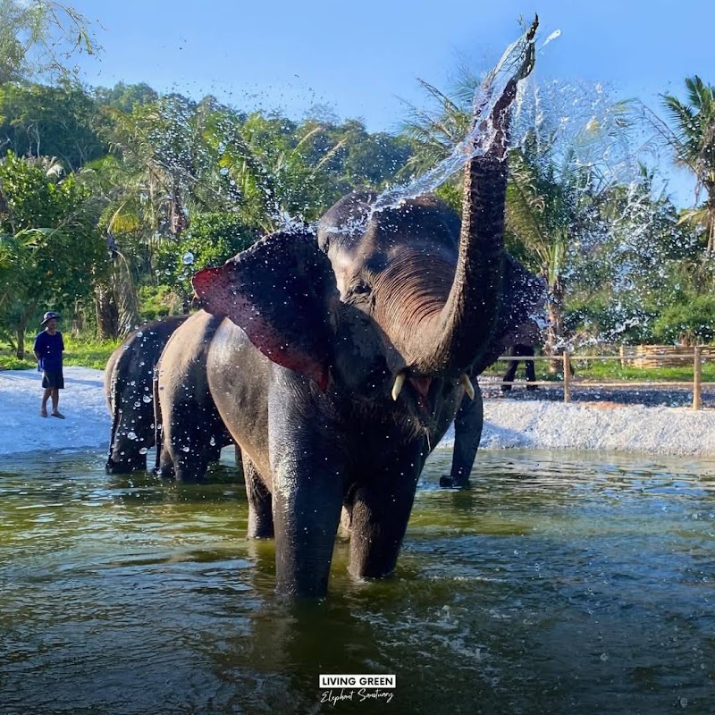 Pattaya Ethical Elephant Tour (Living Green Elephant Sanctuary)