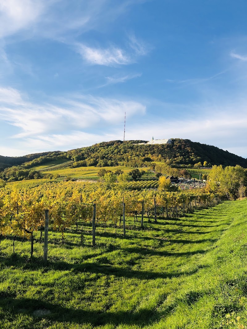 Nussdorfer Weinberge - Nussdorfer Weinberge, 1190 Vienna, Austria