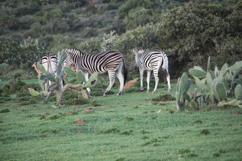 Bucklands Private Game Reserve - Bucklands Private Game Reserve, 6140, South Africa