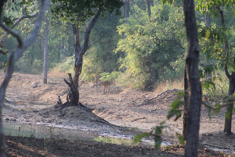 Madnapur Gate Tadoba (Buffer Zone) - Madnapur Gate Tadoba (Buffer Zone) 9CQ6+4Q8, Madnapur Tukum, Madnapur, Maharashtra 442903, India