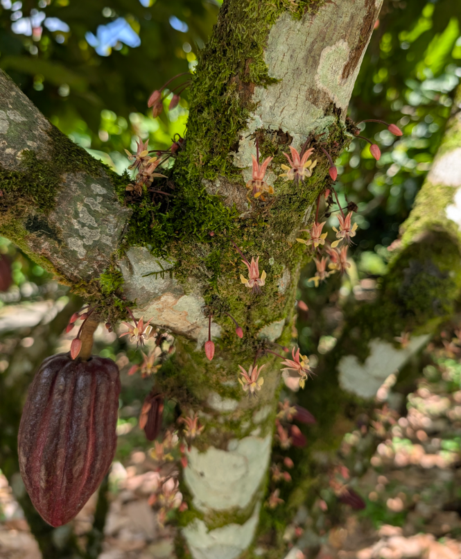 North Fields Coffee and Chocolate Tour - North Fields Coffee and Chocolate Tour, C. 506, Provincia de Alajuela, San Carlos, 21007, Costa Rica