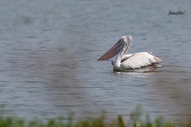Hoskote Lake - Hoskote Lake, Amanidoddakere, Karnataka