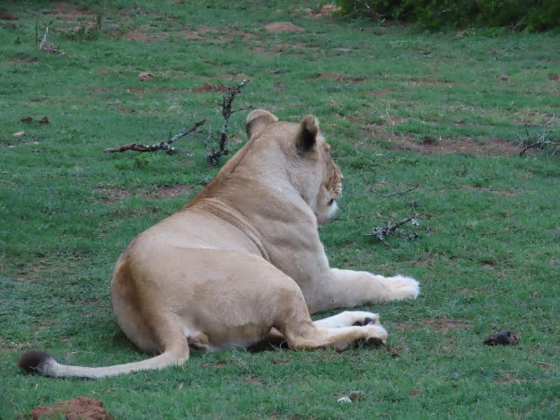 Schotia Safaris Private Game Reserve - Schotia Safaris Private Game Reserve, N 10 and Addo Heights, Ncanarha, 6130, South Africa