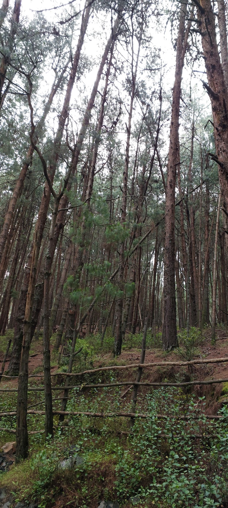 Poombarai Kodai hills Valley