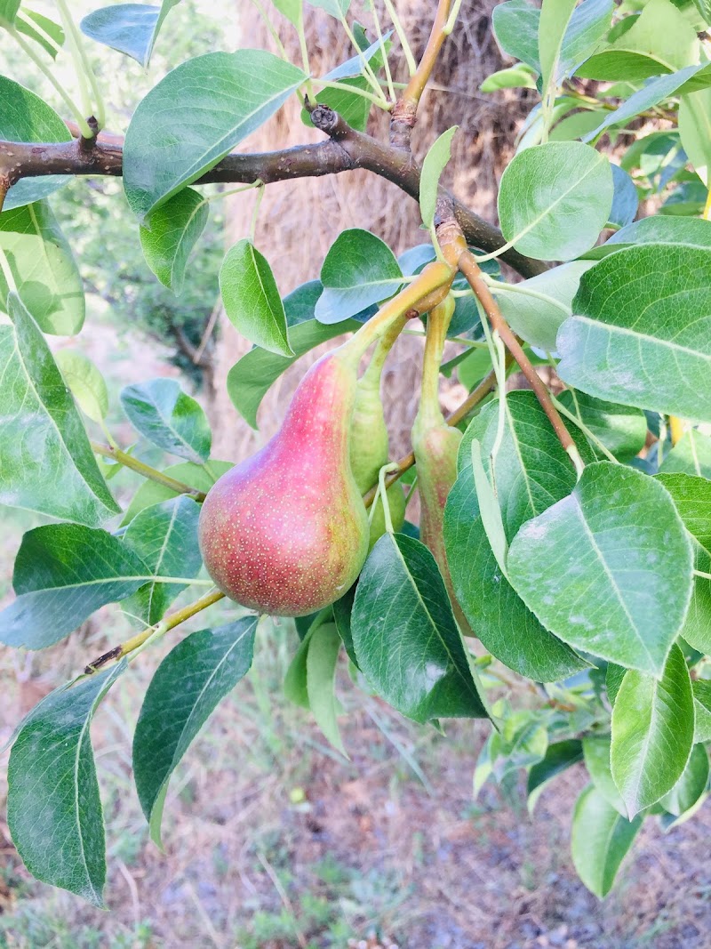Dewa.Orchard - Dewa.Orchard, Shilawati po nishani teh, Distt, Nirmand, Sohach, Himachal Pradesh 172002, India