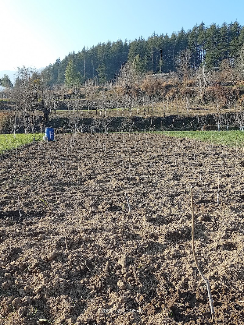Skyline Orchards - Skyline Orchards, Q88R+CF, Sarahan, Manyashi, Himachal Pradesh 175134, India
