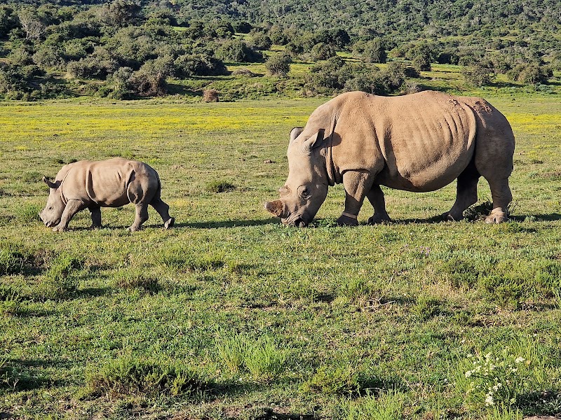 Kariega Game Reserve Eastern Cape - Kariega Game Reserve Eastern Cape, R343, Kenton-on-Sea, 6191, South Africa