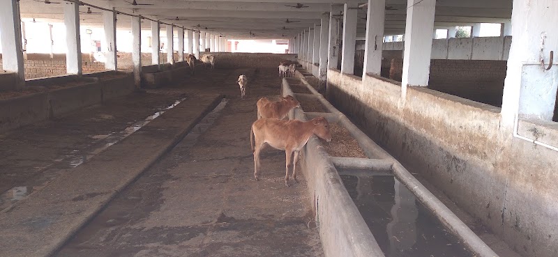 Shree Agrasen Gau Seva Samiti Kanberi - Shree Agrasen Gau Seva Samiti Kanberi, Unnamed Road, 7MPV+P4H, Chhattisgarh 495454, India