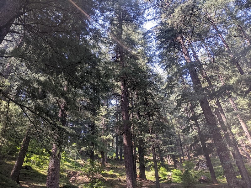 Old Forest View Guest House and Restaurant, Pulga - Old Forest View Guest House and Restaurant, Pulga Pulga, Sosan, Himachal Pradesh 175105, India