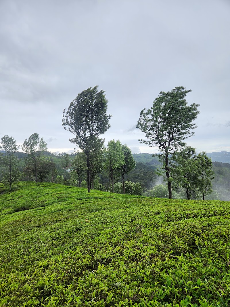 Conoor Tea Estates - Conoor Tea Estates 9RCM+4V5, Yedapalli, Tamil Nadu 643103, India