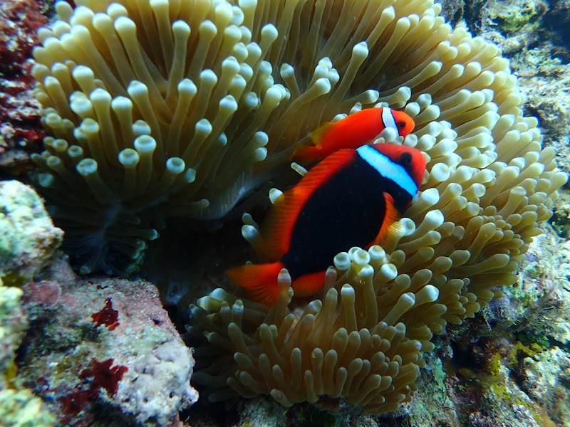 八重山Diving Service Field - 八重山Diving Service Field 1-chōme-14番地 Yashimachō, Ishigaki, Okinawa 907-0011, Japan