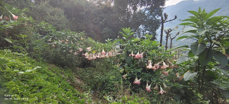 Government Tea Estate - Government Tea Estate 8QJX+QX6, Coonoor, Tamil Nadu 643102, India