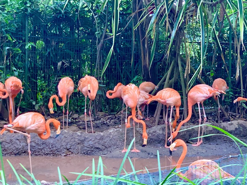 River Wonders - River Wonders 80 Mandai Lake Rd, Singapore 729826
