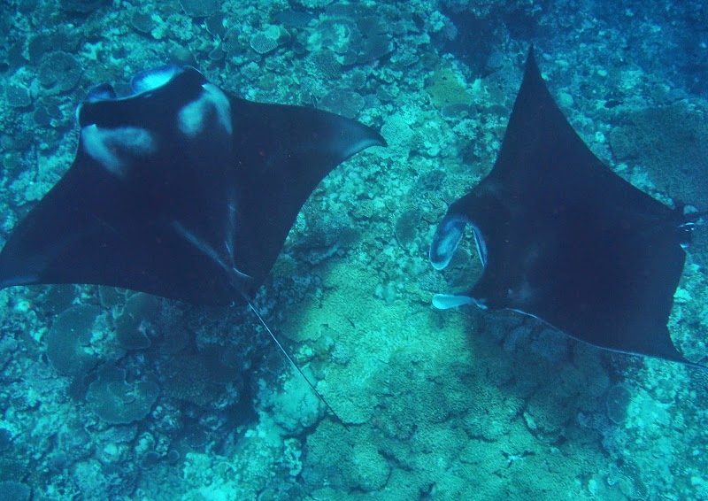 Similan Islands Liveaboard Expedition - Similan Islands Liveaboard Expedition 31/13 Moo 6 Khao Lak, ตำบลคึกคัก อำเภอตะกั่วป่า พังงา 82190, Thailand