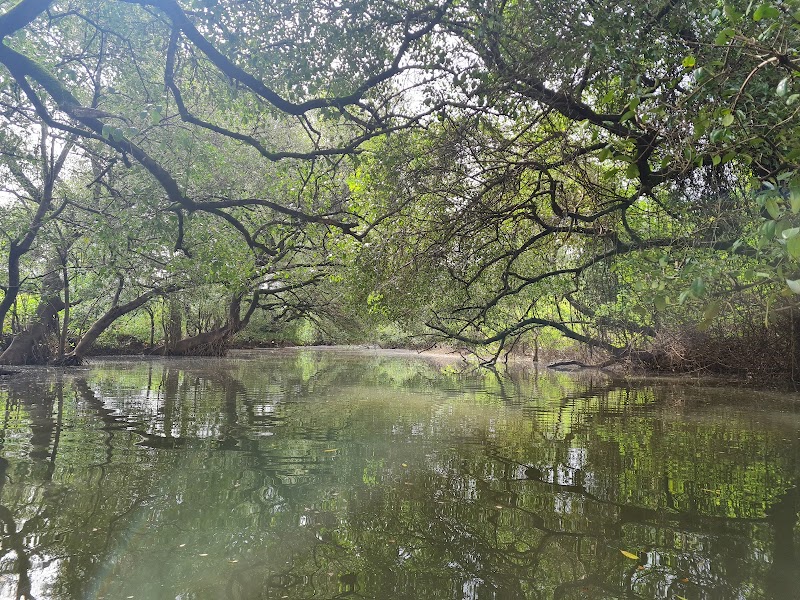 Chapora mangroves kayaking - Chapora mangroves kayaking MR2C+94R, Chikhli, Goa 403513, India