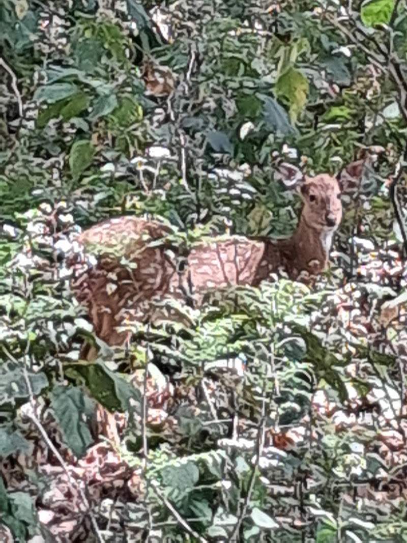 Dhikala Canter Safari - Dhikala Canter Safari G3GX+GFG Jim Corbett National Park, Dhangari, Bijrani Range, Dogadda Range, Uttarakhand 244715, India