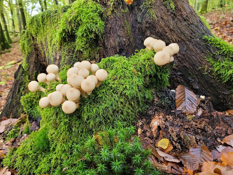 Wolfsschlucht - Wolfsschlucht, 54533 Bettenfeld, Germany