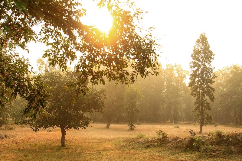 Sanjay National Park - Sanjay National Park, Belgaon, Madhya Pradesh 486669, India