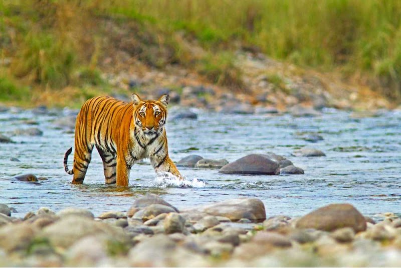 corbett jungle safari advisor - corbett jungle safari advisor telipura road, Jassaganja, Ramnagar, Shivlalpur Khazanchi, Uttarakhand 244715, India