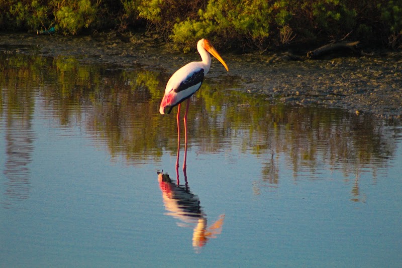 Bird Sanctuary - Bird Sanctuary, South-Coast Rd, Sri Lanka
