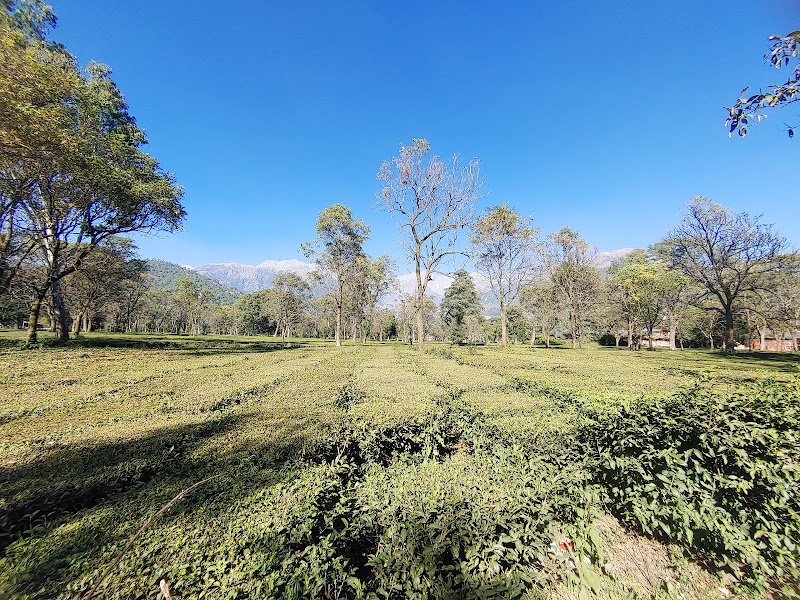 Bundla Tea Estate - Bundla Tea Estate Bundla Tea Estate, Palampur, Himachal Pradesh 176061