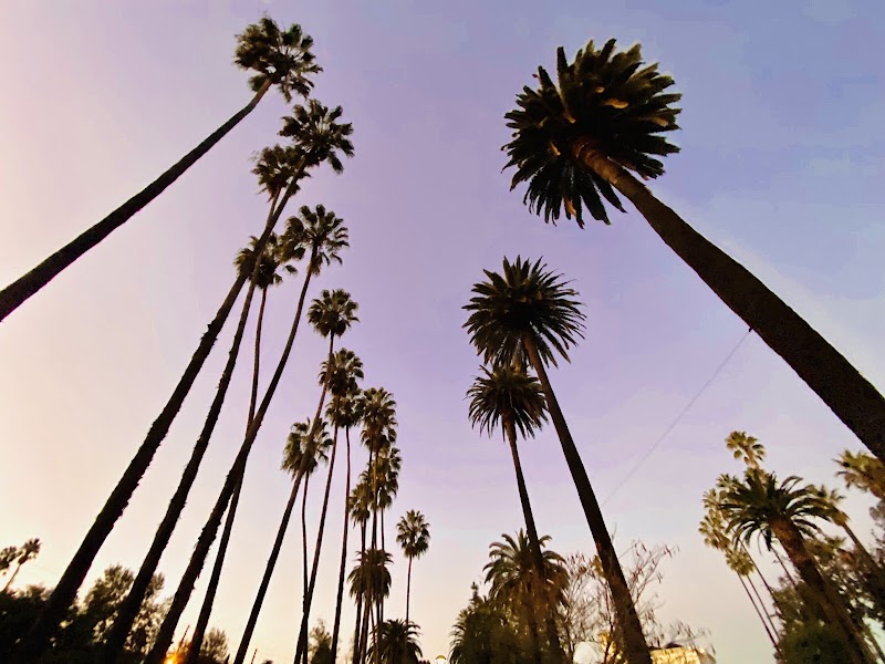 Echo Park Lake - Echo Park Lake, Los Angeles, CA 90026, USA