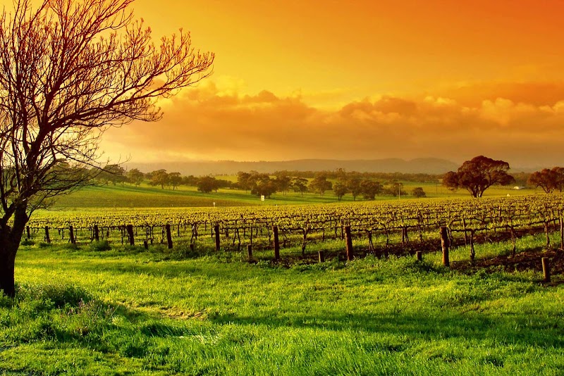Yarra Valley Winery Tours