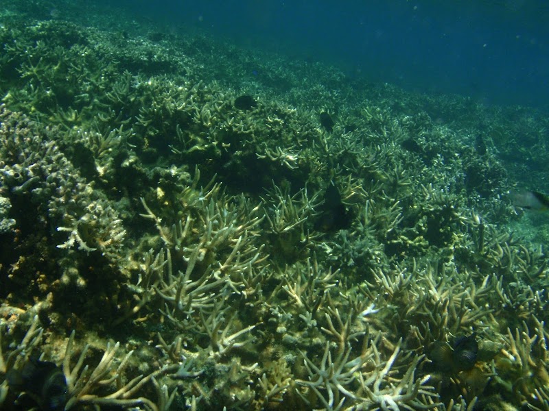 Gilutongan Marine Sanctuary - Gilutongan Marine Sanctuary, 6X5P+G9P, Unnamed Road, Cordova, Cebu, Philippines