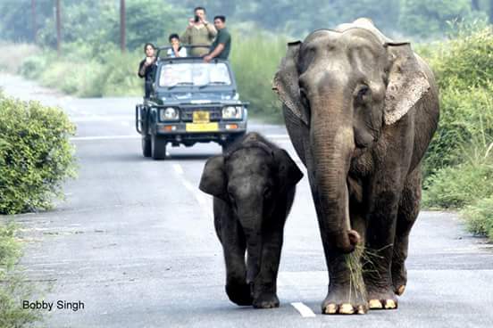 Online corbett jungle safari tour & travels - Online corbett jungle safari tour & travels Namah Rattan, Manu Maharani Rd, Dhikuli, Garjiya, Uttarakhand 244715, India